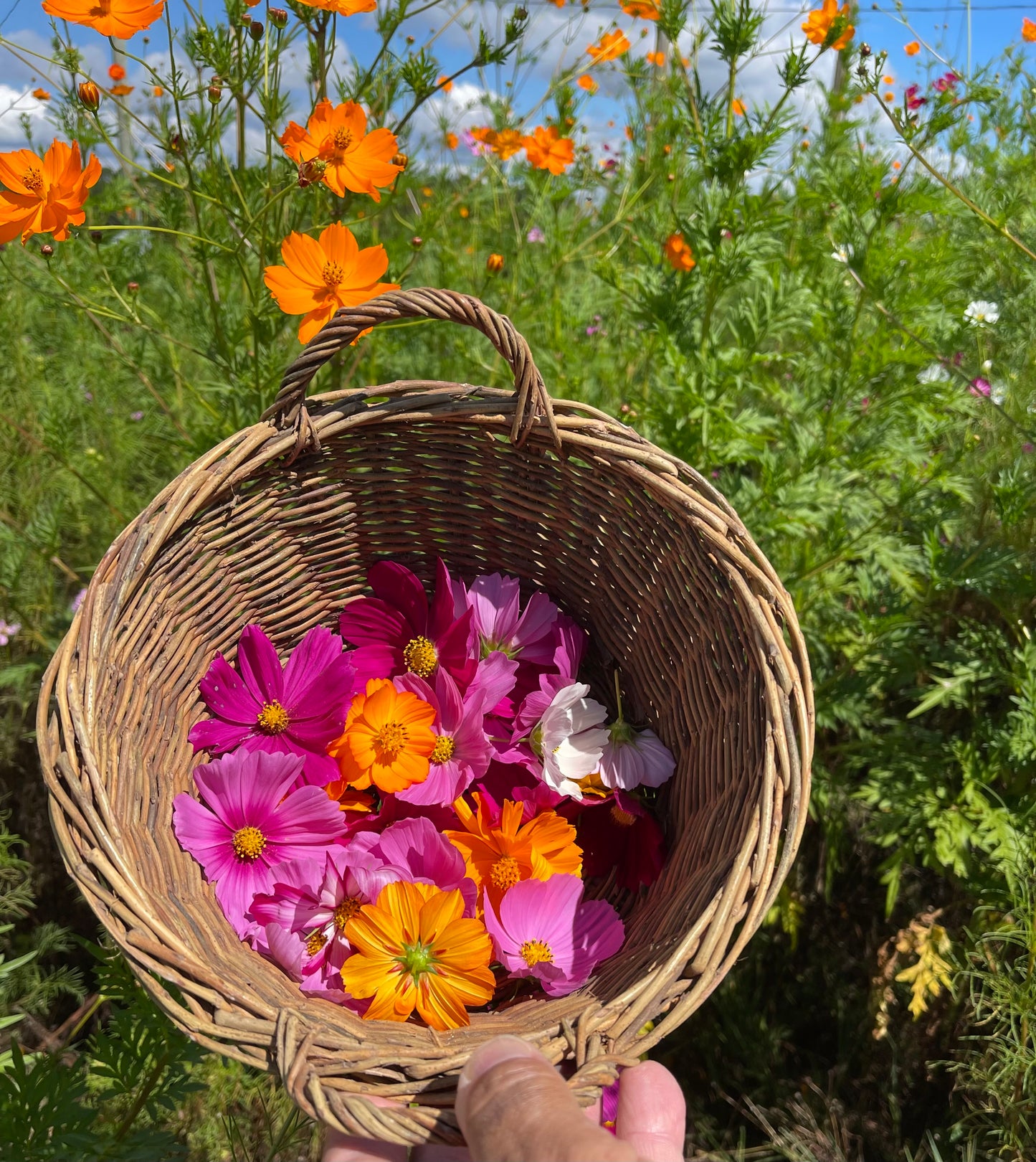 Wildflowers and leaves love affair