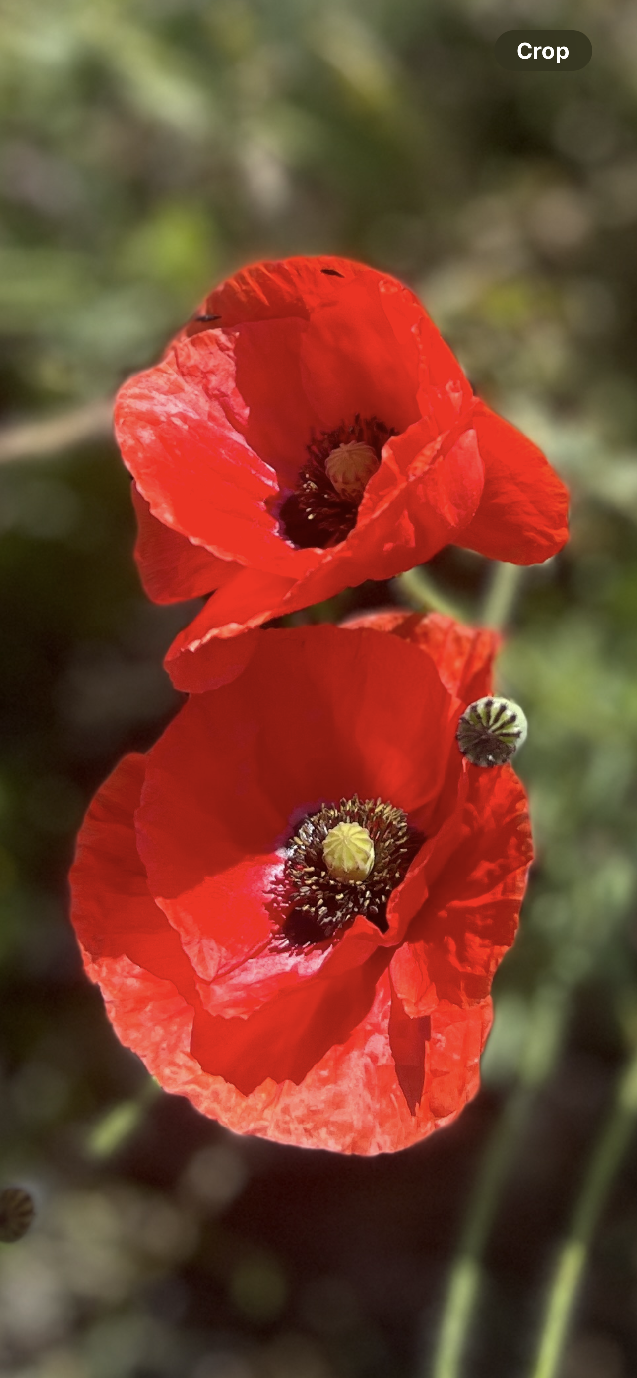 Poppies In The Wind