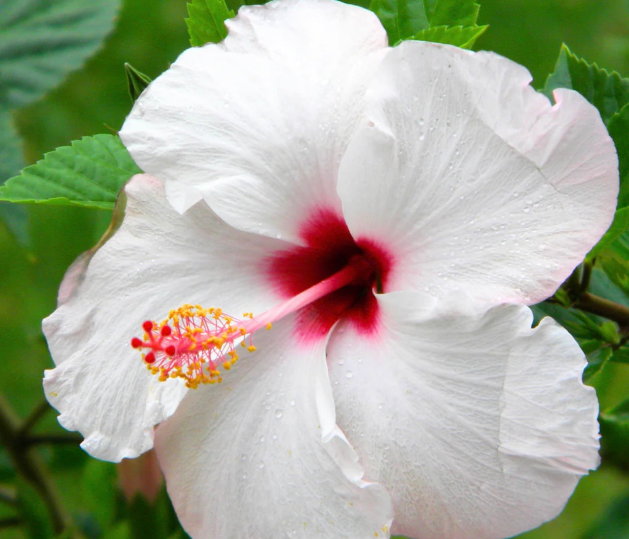 Blissful Hibiscus